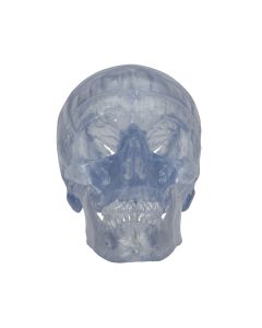 Transparent Skull Model (3 part) [Pack of 1]