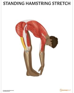 Standing Hamstring Stretch Chart / Poster - Laminated [Pack of 1]