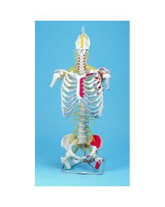 Spine Model with Painted Pelvis and Rib Cage [Pack of 1]