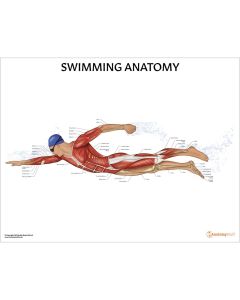 Swimming Anatomy Chart / Poster - Laminated [Pack of 1]