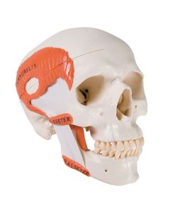 TMJ Model with Muscles (2 part) [Pack of 1]