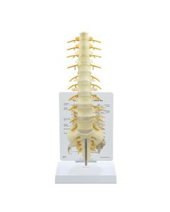 T8 to Sacrum Spine Model [Pack of 1]