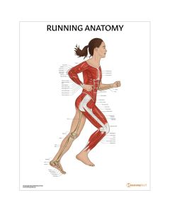 Running Anatomy Chart / Poster (Female) - Laminated [Pack of 1]