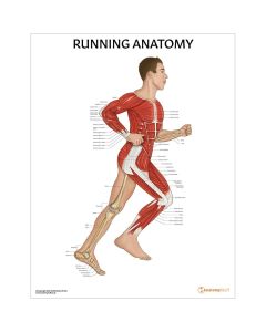 Running Anatomy Chart / Poster (Male) - Laminated [Pack of 1]