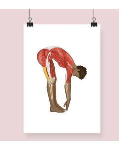 Standing Hamstring Stretch Fine Art Illustration Framed Print With Mount None A1 [Pack of 1]