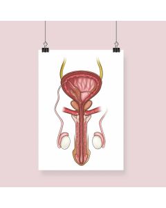 Male Reproductive Anatomy Fine Art Illustration Print No Frame A1 [Pack of 1]