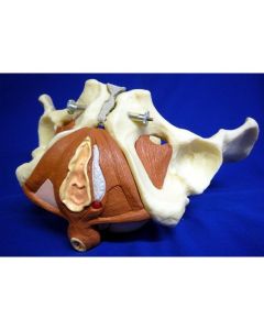 Pelvis Model with Pelvic Floor (5 part) [Pack of 1]