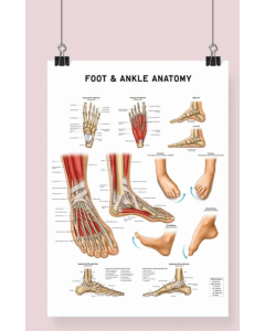 Foot & Ankle Anatomy Fine Art Print None Framed Print Mount A1 [Pack of 1]