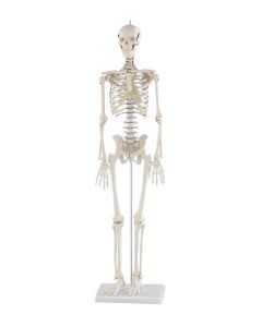 Erler Zimmer Mini Skeleton Patrik 1/2 Life Size (Replaces Little Joe - Mi200) [Pack of 1]