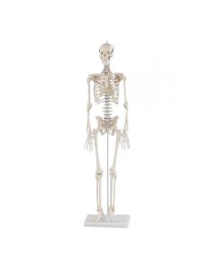 Patrick Miniature Skeleton Model [Pack of 1]