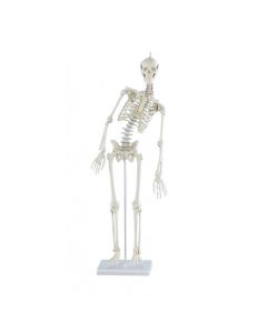 Paul Miniature Skeleton Model with Flexible Spine [Pack of 1]