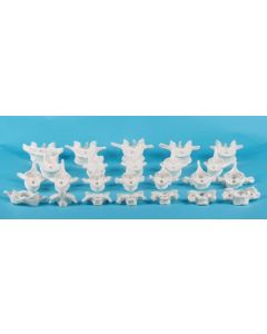 Erler Zimmer Individual Vertebrae C1 [Pack of 1]