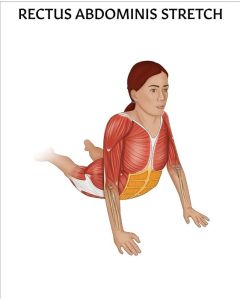 Rectus Abdominis Stretch Chart / Poster - Laminated [Pack of 1]