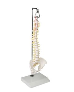 Miniature Spinal Column Model on Hanging Stand [Pack of 1]
