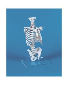 Vertebral Column Model with Thoracic Cage [Pack of 1]