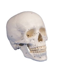 Numbered Skull Model (3 part)