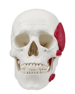 Skull Model with Masticatory Muscles (2 part) [Pack of 1]