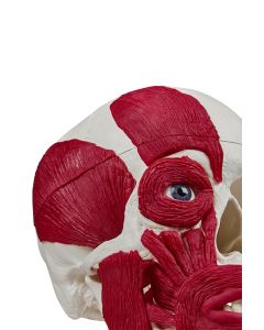 Skull Model with Musculature [Pack of 1]