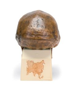 Sinanthropus Anthropological Skull Model [Pack of 1]