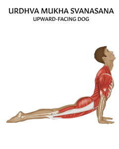 Upward-Facing Dog Pose Yoga Chart / Poster - Laminated [Pack of 1]