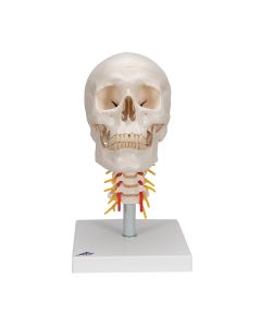 Skull Model on Cervical Spine (4 part) [Pack of 1]