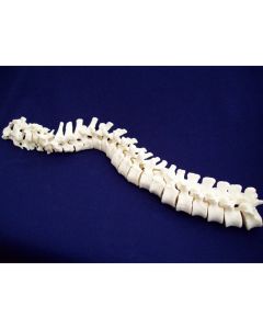 Loosely Strung Vertebral Column [Pack of 1]