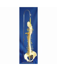 Rigid Spine Model with Nerves and Pelvis [Pack of 1]