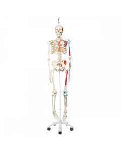 Max Muscle Skeleton Model on Hanging Stand Full Size [Pack of 1]
