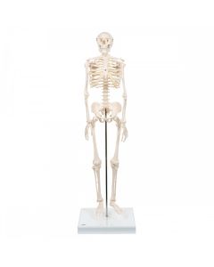Shorty Mini Skeleton Model  [Pack of 1]