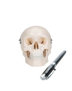Mini Skull Model (3 part) [Pack of 1]