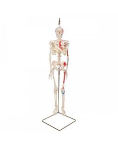 Shorty Mini Skeleton Model with Painted Muscles on Hanging Stand [Pack of 1]