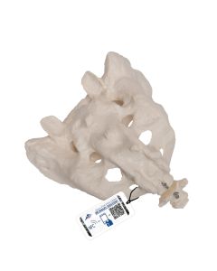 Sacrum and Coccyx Model [Pack of 1]