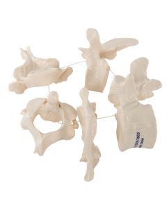 Vertebrae Bone Set (5 part) [Pack of 1]