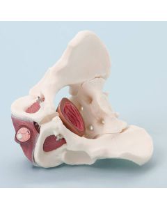 Male Pelvis and Pelvic Floor Model [Pack of 1]