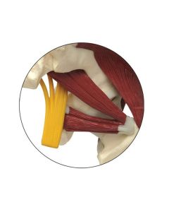 Muscled Hip with Sciatic Nerve Model [Pack of 1]