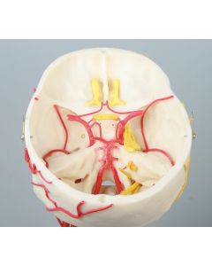 Neurovascular Skull Model [Pack of 1]