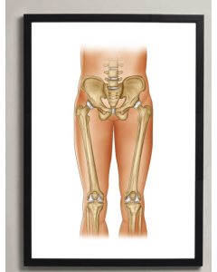Hip & Knee Anatomy Fine Art Illustration Frame Print With Mount A1 [Pack of 1]