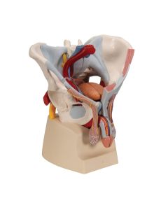 Male Pelvis Model with Ligaments, Vessels, Nerves, Pelvic Floor and Organs (7 parts) [Pack of 1]