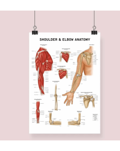 Shoulder & Elbow Anatomy Fine Art Frame Print With Mount  A1 Black [Pack of 1]