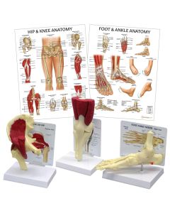 Lower Limb Patient Education Collection [Pack of 1]
