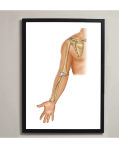 Shoulder & Elbow Anatomy Fine Art Illustration Print No Frame A1 [Pack of 1] 