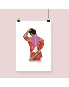Upper Trapezius Stretch Fine Art Illustration Print No Frame A1 [Pack of 1]