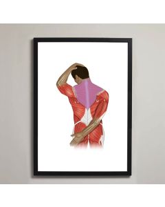 Upper Trapezius Stretch Fine Art Illustration Print No Frame A2 [Pack of 1]