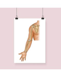 Shoulder & Elbow Anatomy Fine Art Illustration Print Framed With Mount White A4[Pack of 1] 