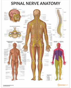 Spinal Nerve Anatomy Chart / Poster - Laminated [Pack of 1]