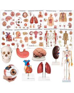 Secondary School Anatomy Collection [Pack of 1]