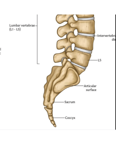 Vertebral Column Anatomy Chart / Poster - Laminated [Pack of 1]
