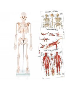 Pilates Teacher Anatomy Collection [Pack of 1]
