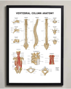 Vertebral Column Anatomy Fine Art Print No Frame A1 [Pack of 1]