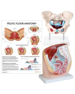 Pelvic Floor Anatomy Collection [Pack of 1]
